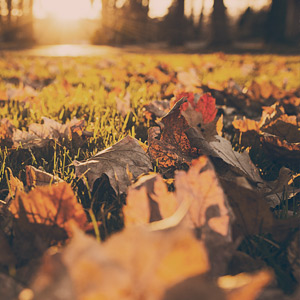 Fall image of leaves on the ground. Close Up.